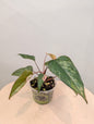Homalomena Pink Diamond