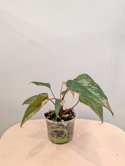 Homalomena Pink Diamond