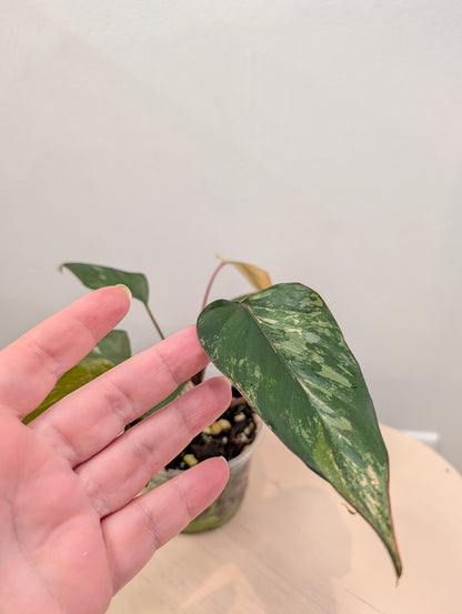 Homalomena Pink Diamond