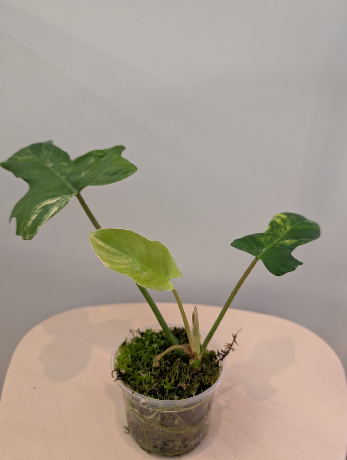 Philodendron Florida Beauty Hybrid / low variegation