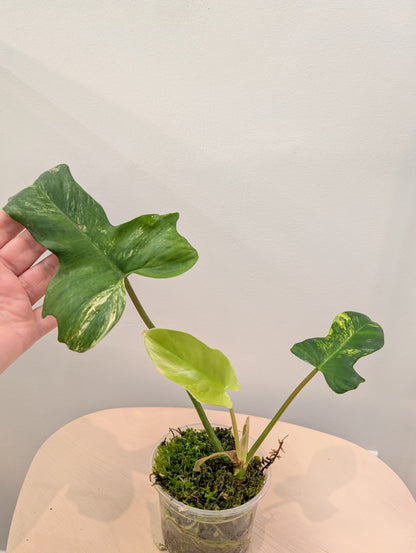 Philodendron Florida Beauty Hybrid / low variegation