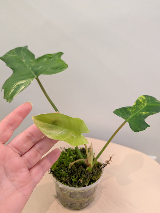 Philodendron Florida Beauty Hybrid / low variegation