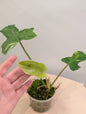 Philodendron Florida Beauty Hybrid / low variegation