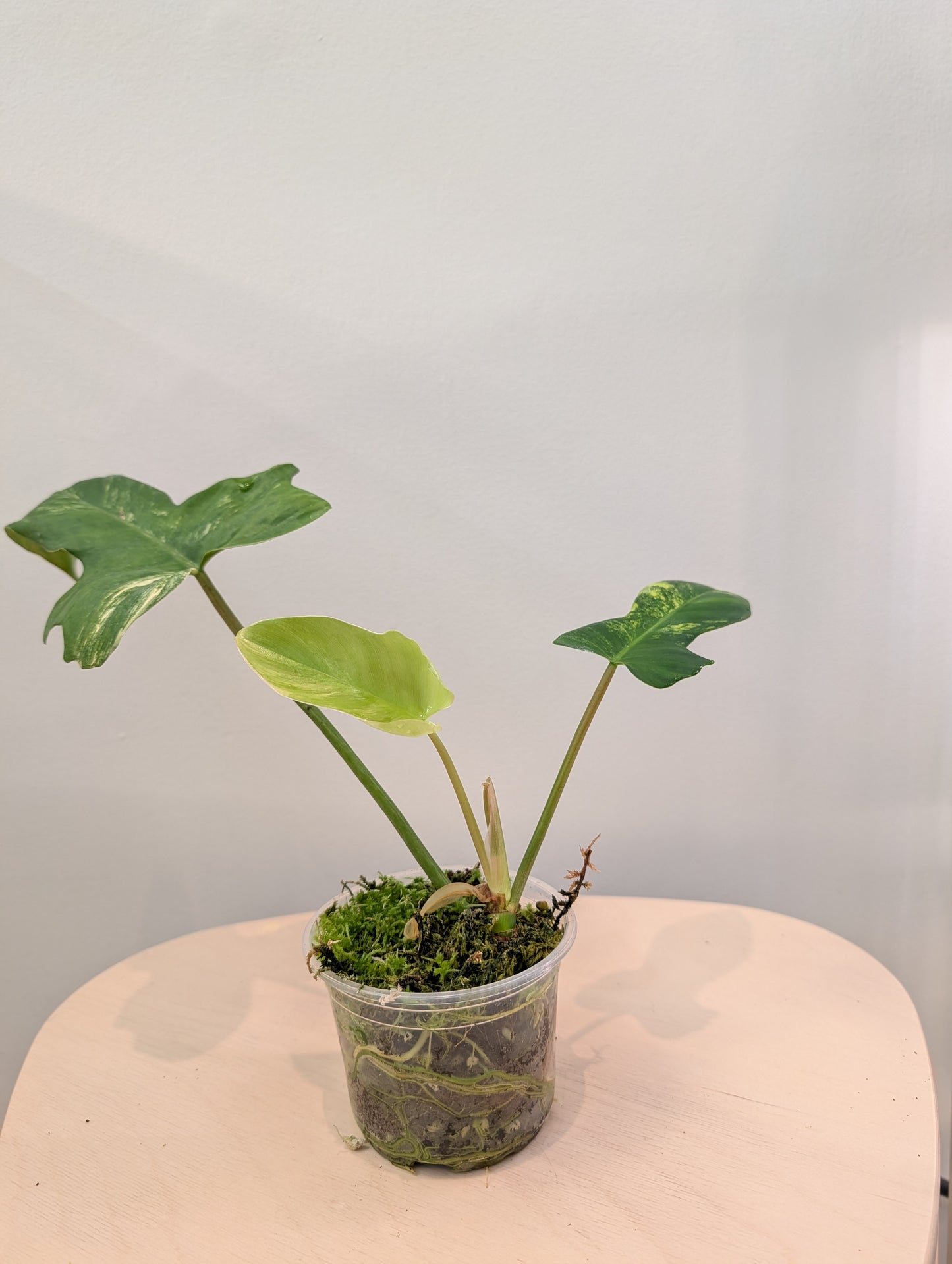 Philodendron Florida Beauty Hybrid / low variegation