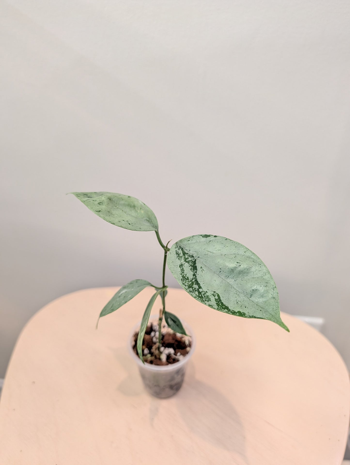 Hoya Coriacea argentée, deux points de croissance