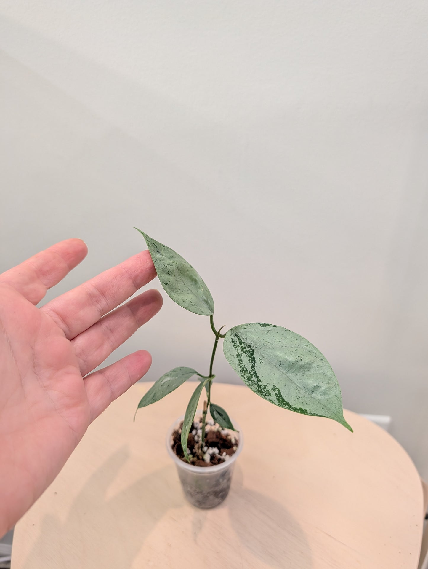 Hoya Coriacea argentée, deux points de croissance