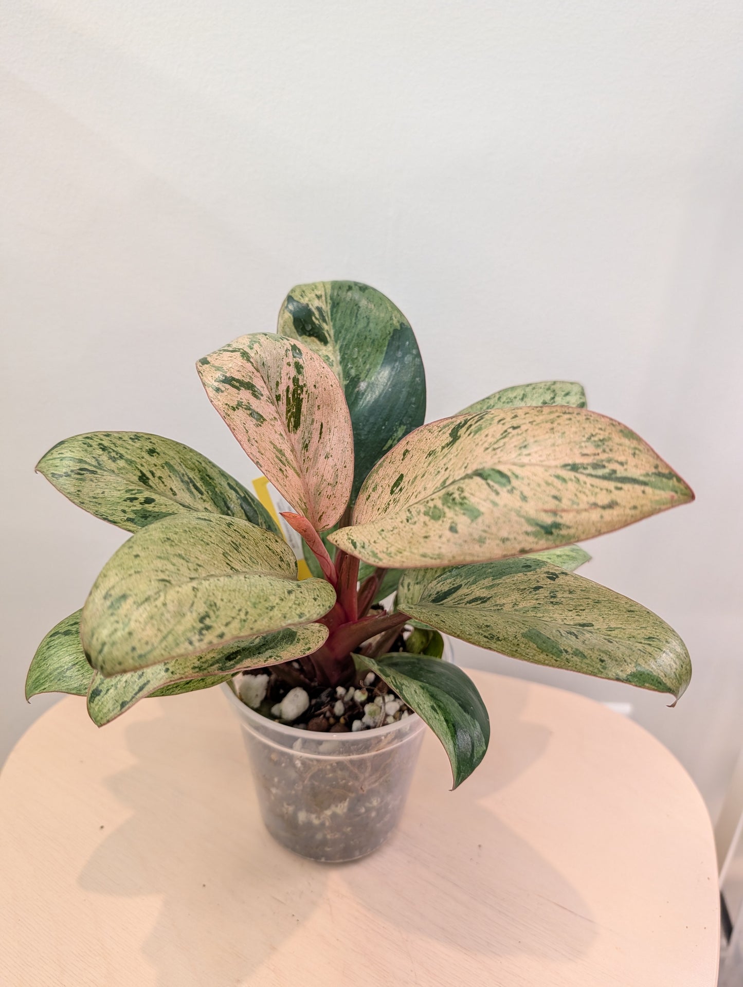 Philodendron green Congo mint variegated dwarf
