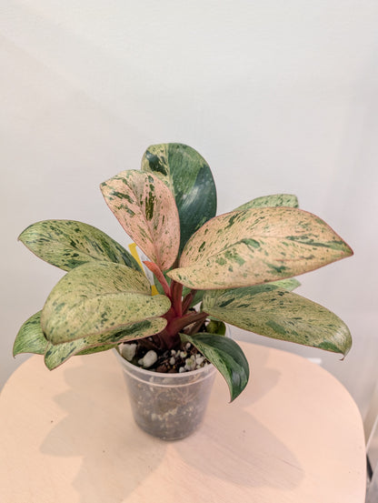 Philodendron green Congo mint variegated dwarf