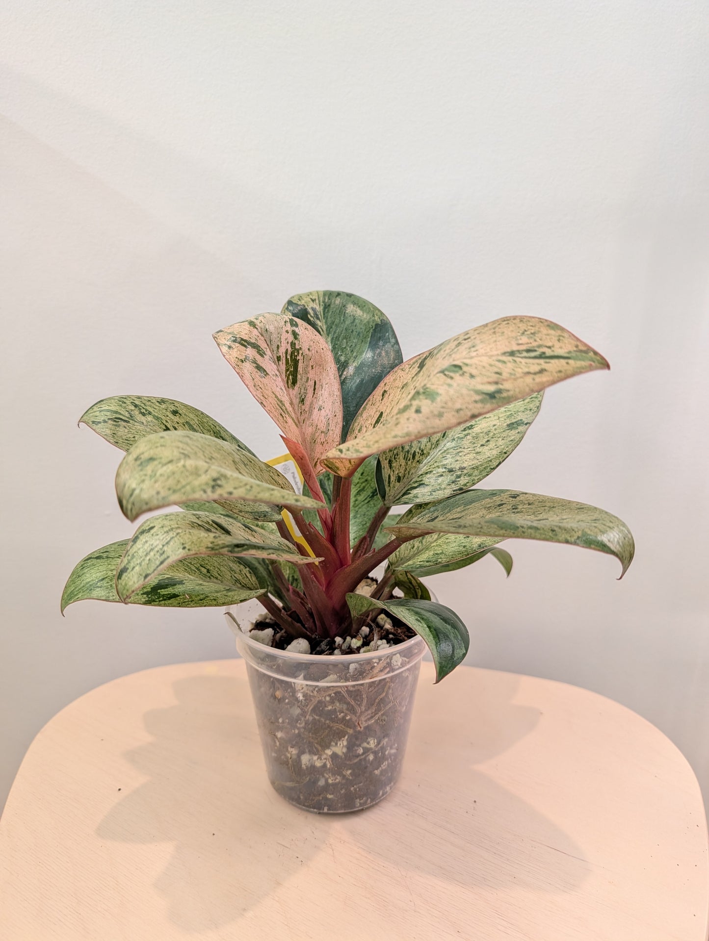 Philodendron green Congo mint variegated dwarf