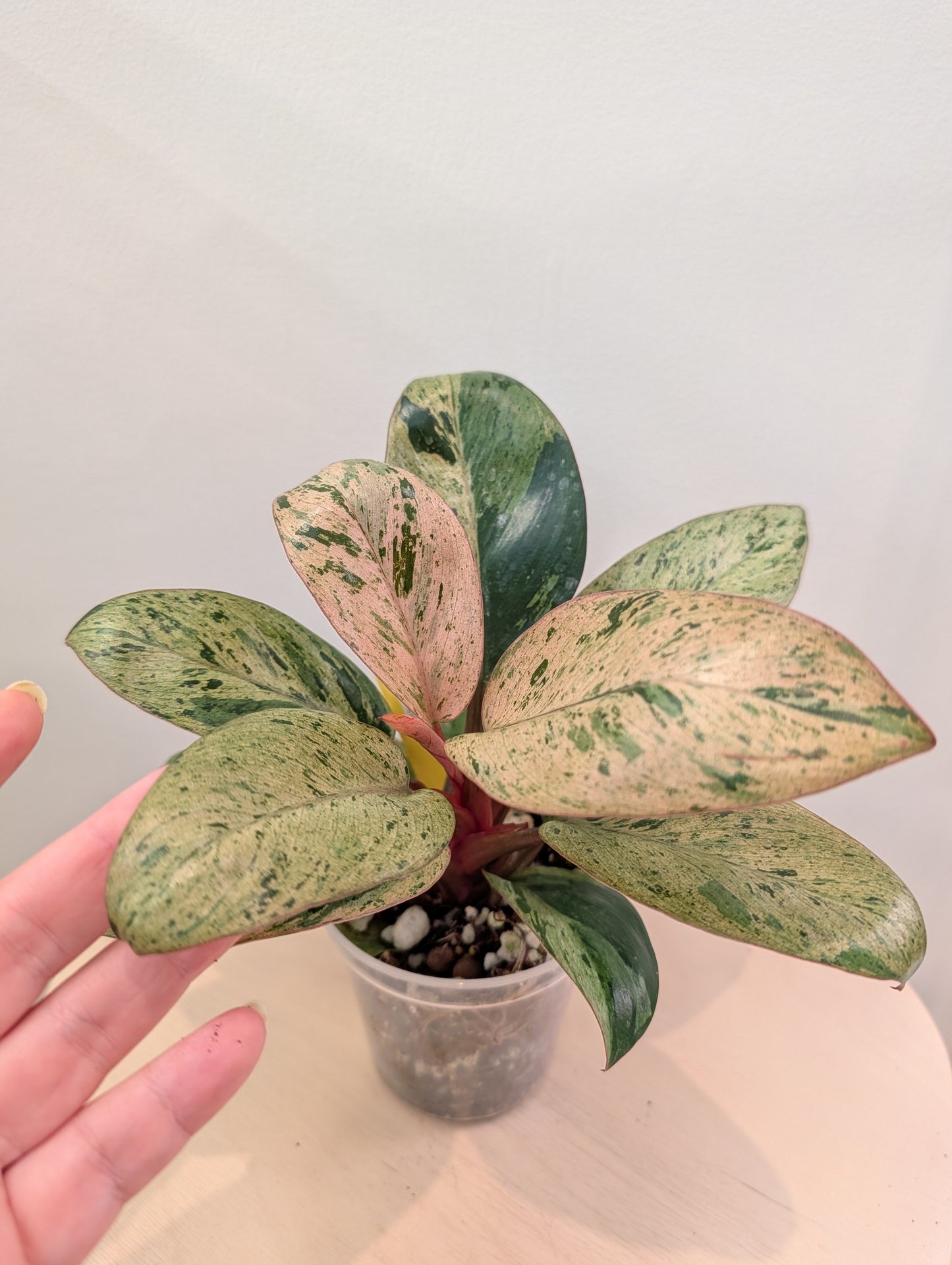Philodendron green Congo mint variegated dwarf