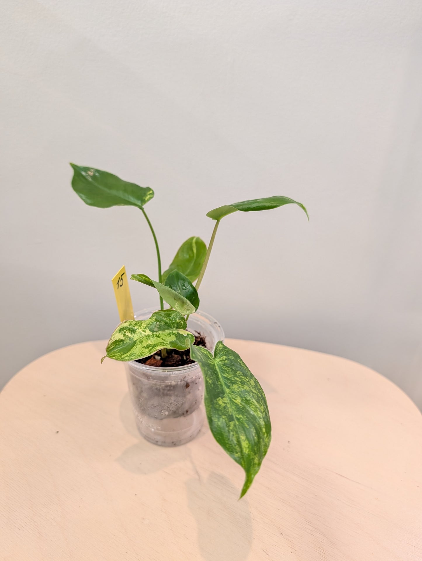 Philodendron Burle Marx variegated