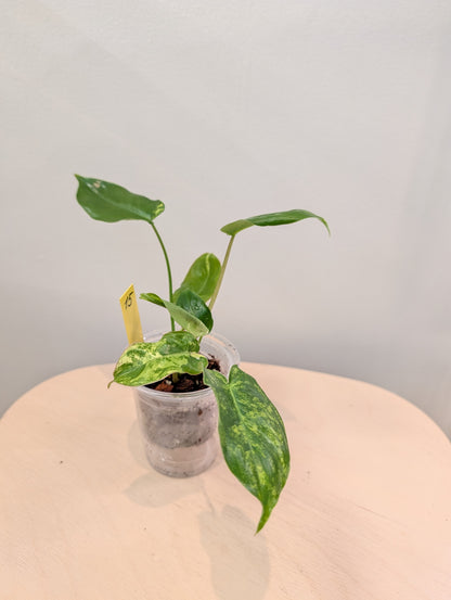 Philodendron Burle Marx variegated