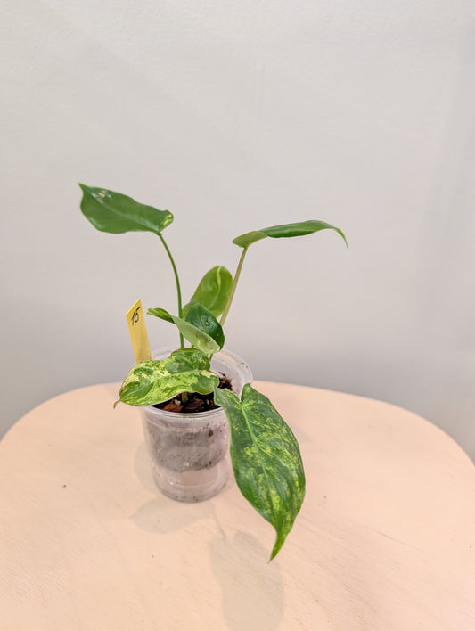 Philodendron Burle Marx variegated