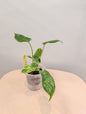 Philodendron Burle Marx variegated