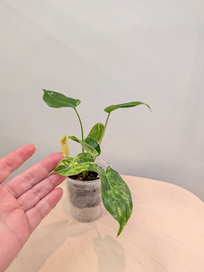 Philodendron Burle Marx variegated