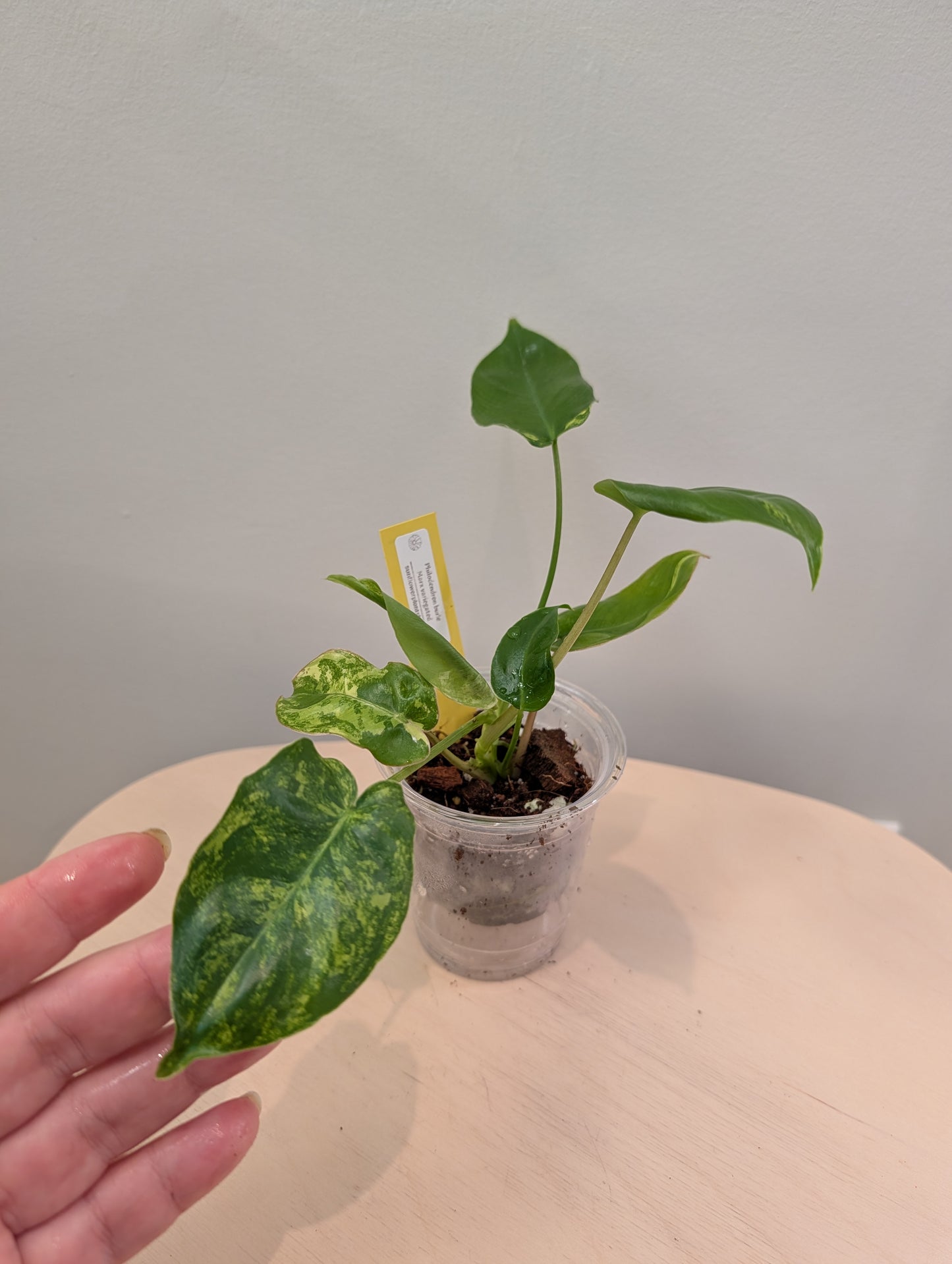 Philodendron Burle Marx variegated
