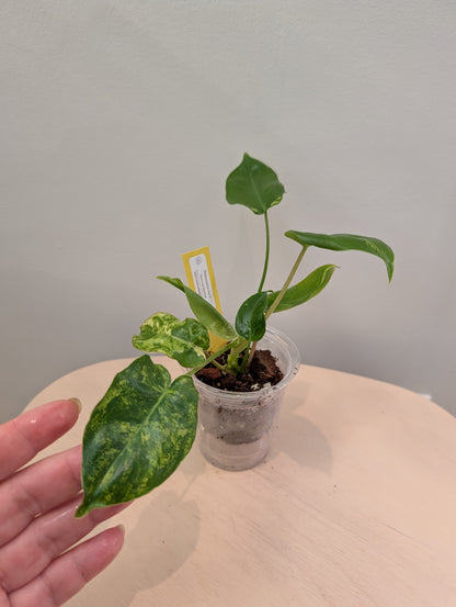 Philodendron Burle Marx variegated