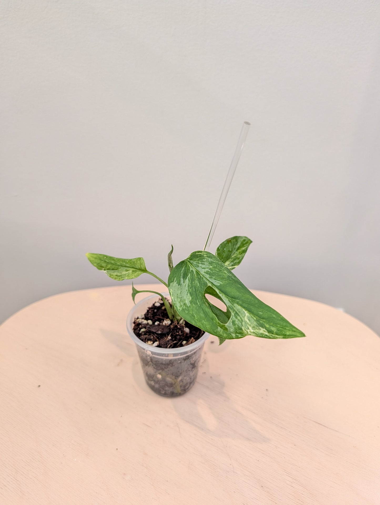 Menthe Monstera adansonii