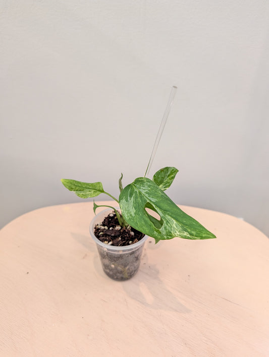 Monstera Adansonii mint