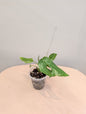 Menthe Monstera adansonii