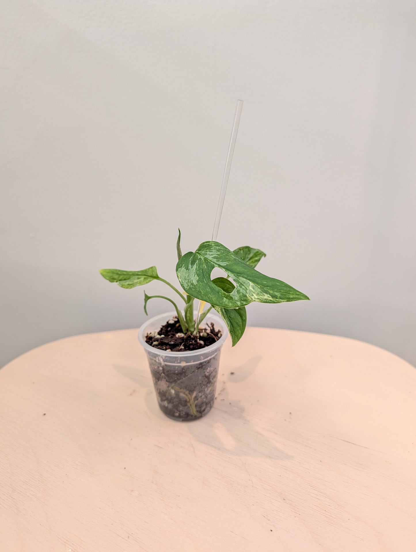 Menthe Monstera adansonii