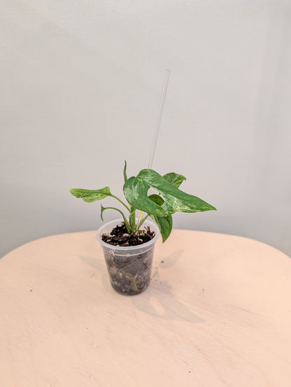 Menthe Monstera adansonii