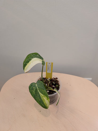Philodendron Gloriosum Tricolor