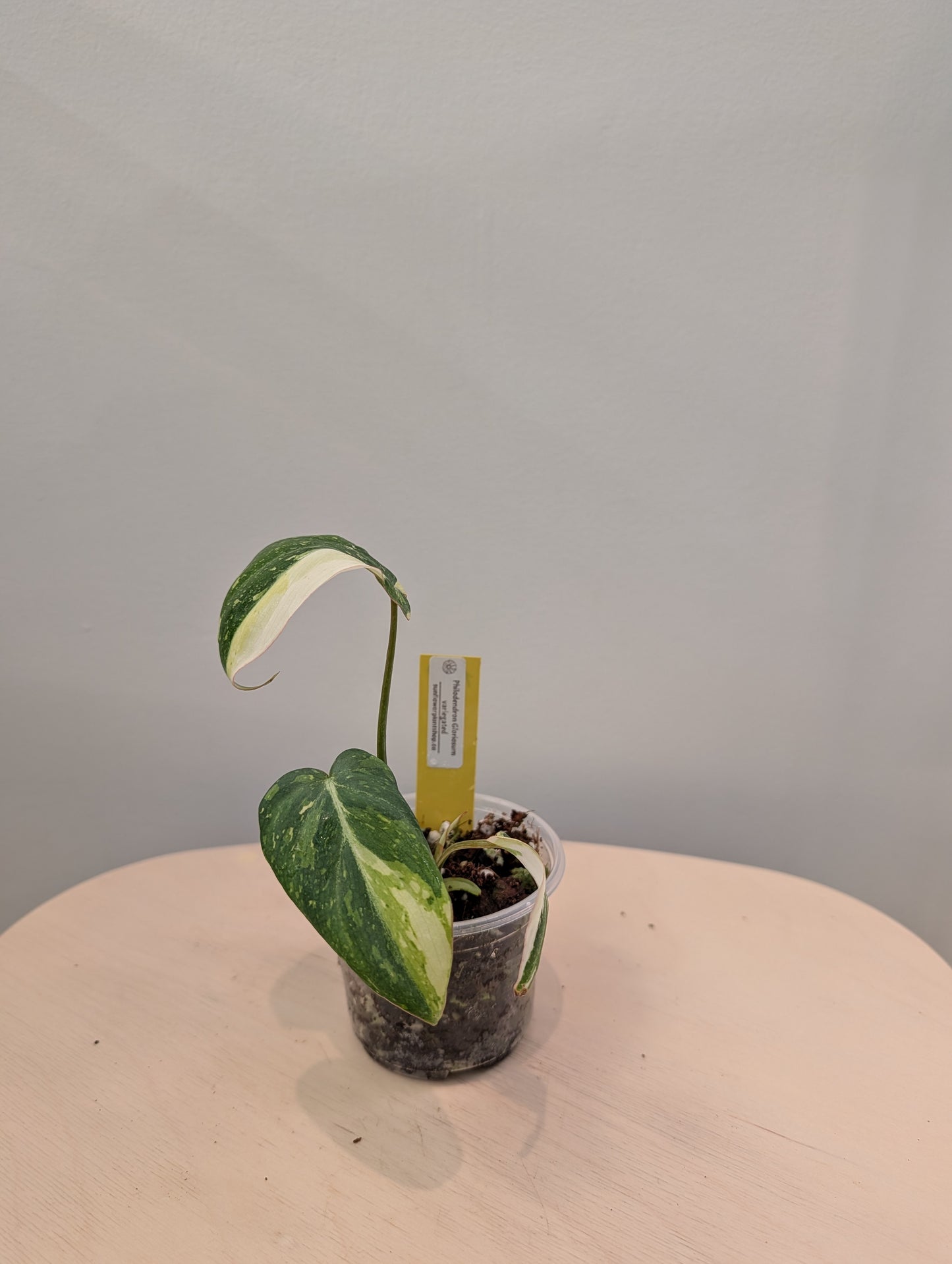 Philodendron Gloriosum Tricolor