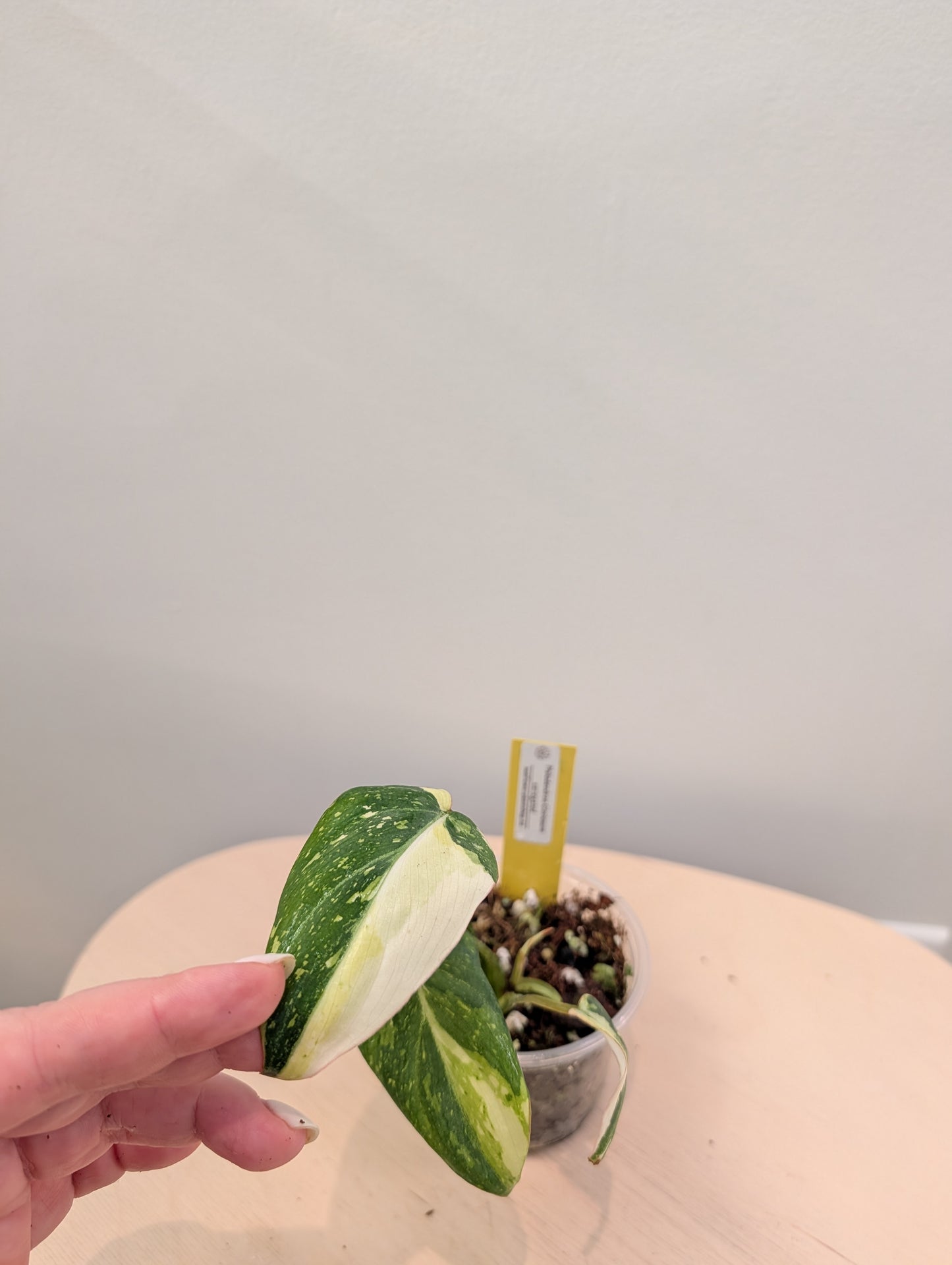 Philodendron Gloriosum Tricolor