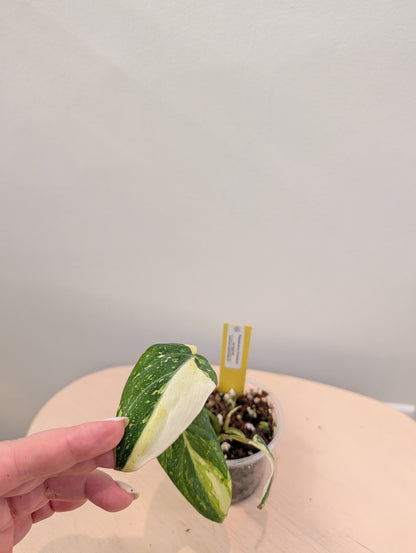 Philodendron Gloriosum Tricolor