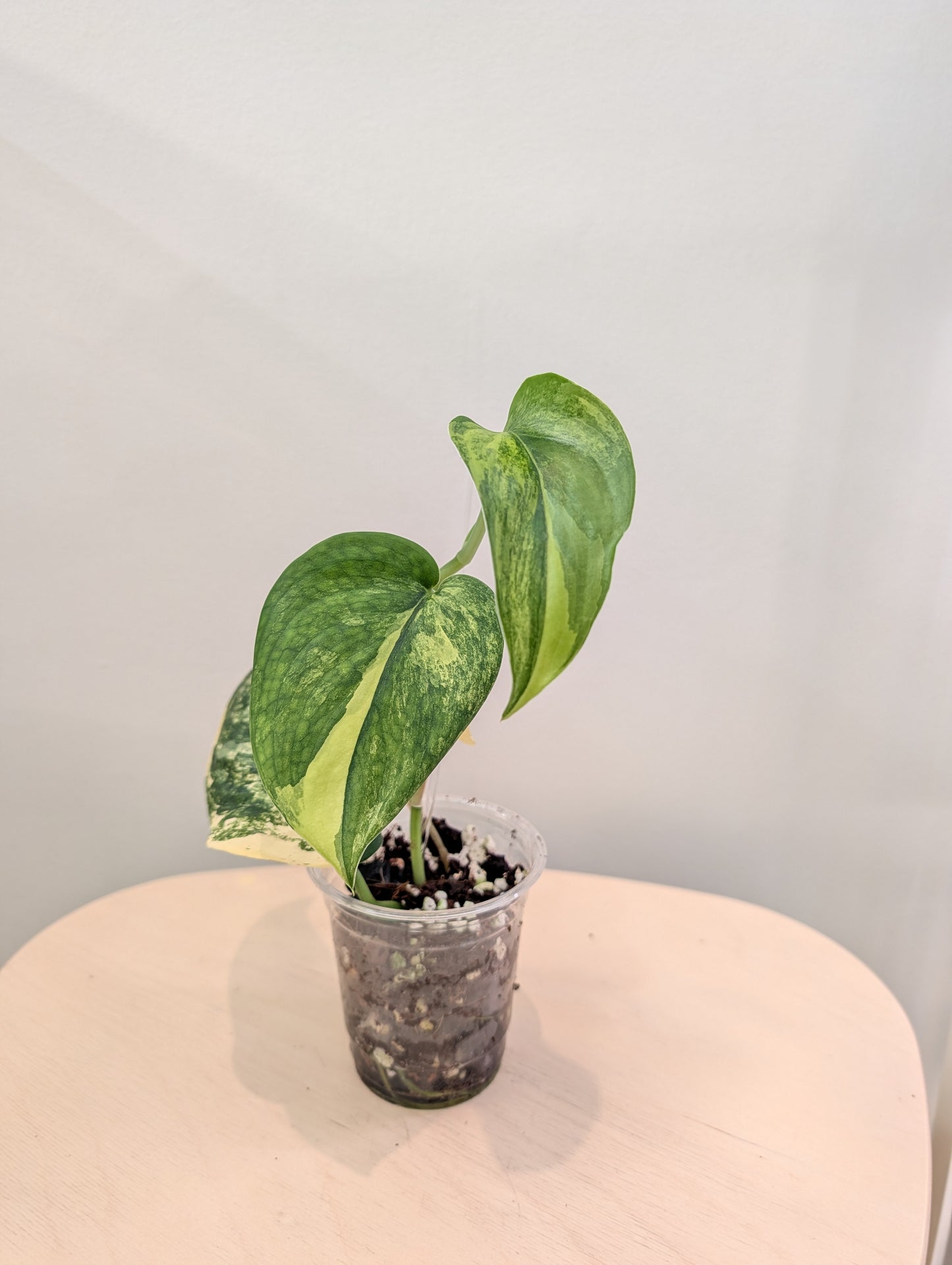 Scindapsus Jade Satin panaché