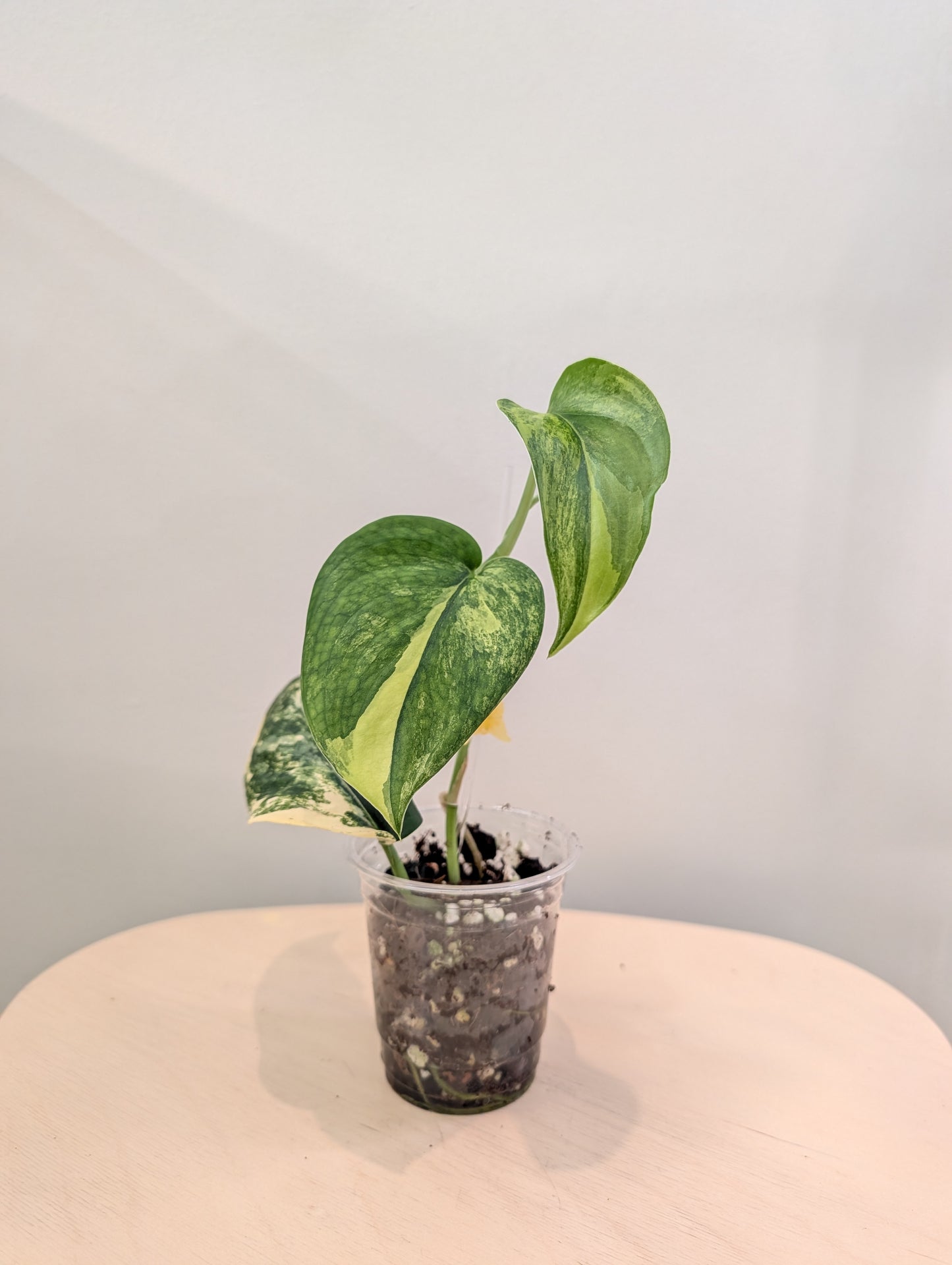 Scindapsus Jade Satin panaché