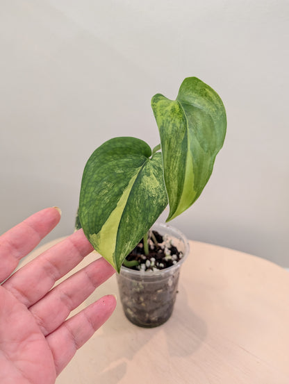 Scindapsus Jade Satin panaché