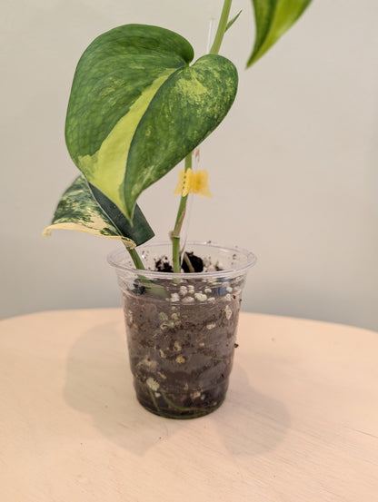 Scindapsus Jade Satin panaché