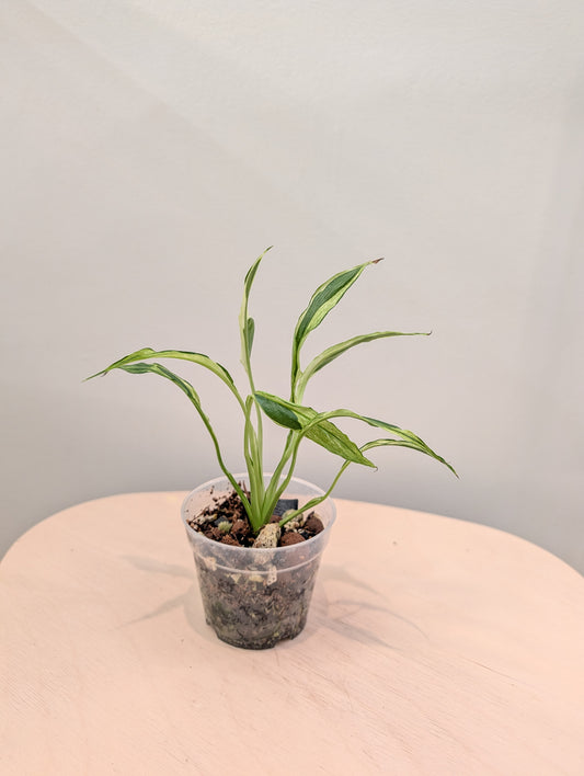 Spathyphillum Sp Indonesia/ peace lily