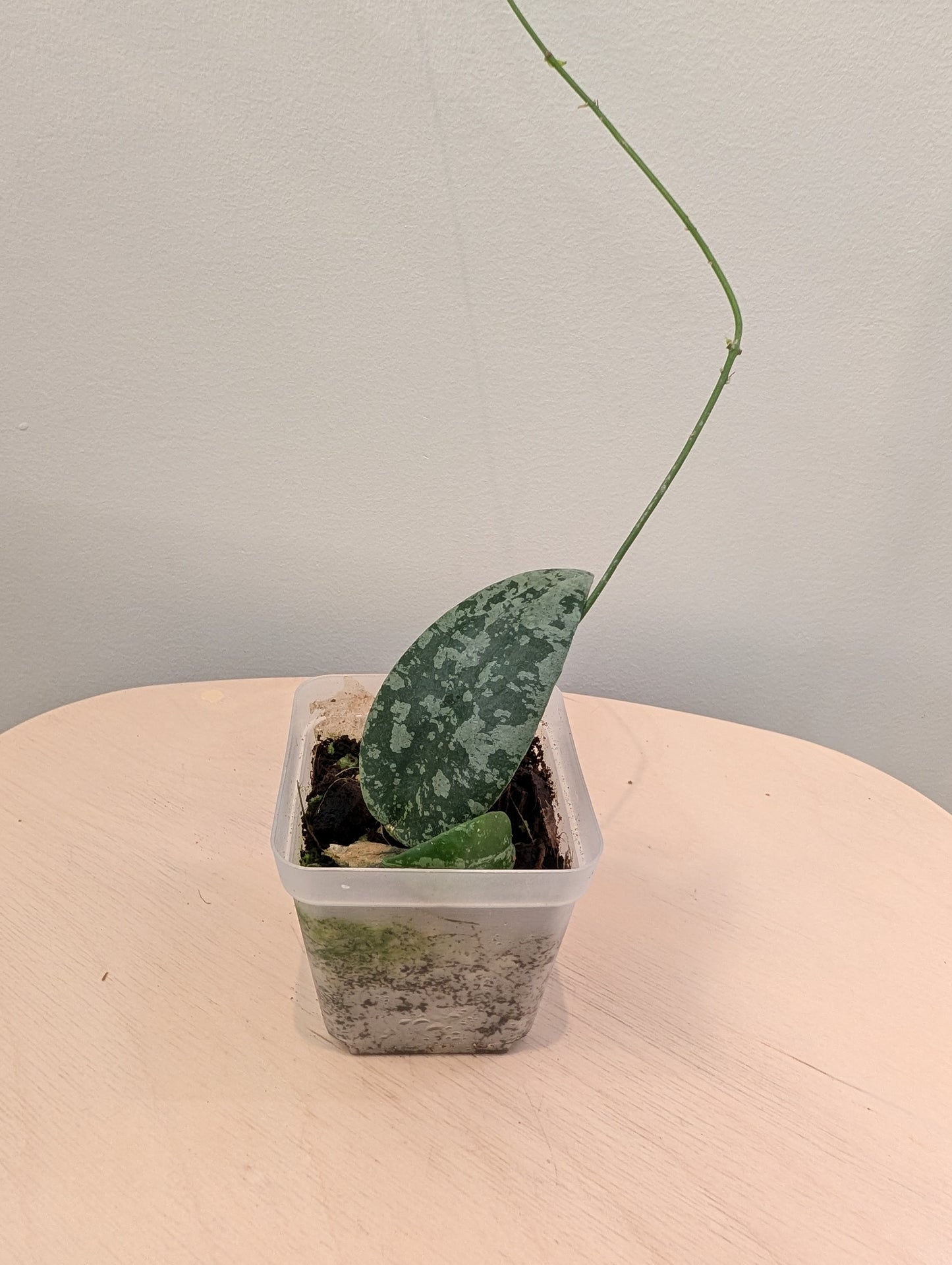 Hoya Engleriana / hoya à petites feuilles / quelques boutures en pot