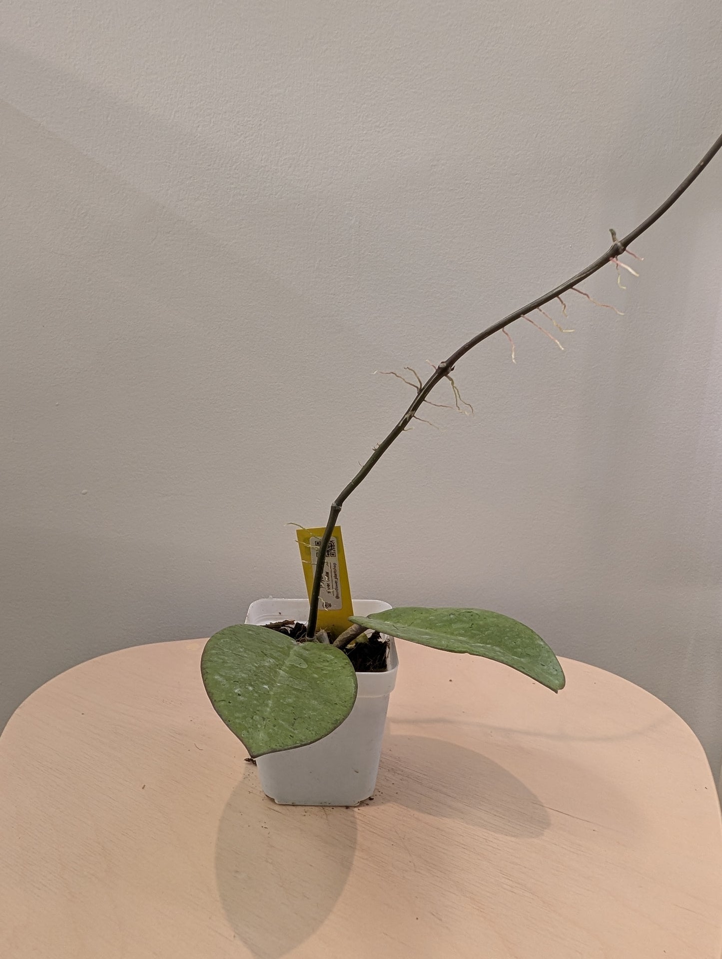 Hoya Silver Dollar / bouture enracinée