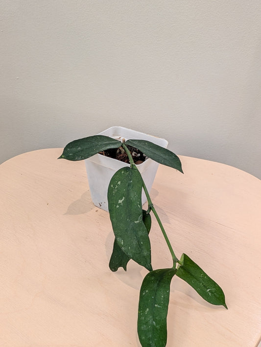 Hoya pandurata splash