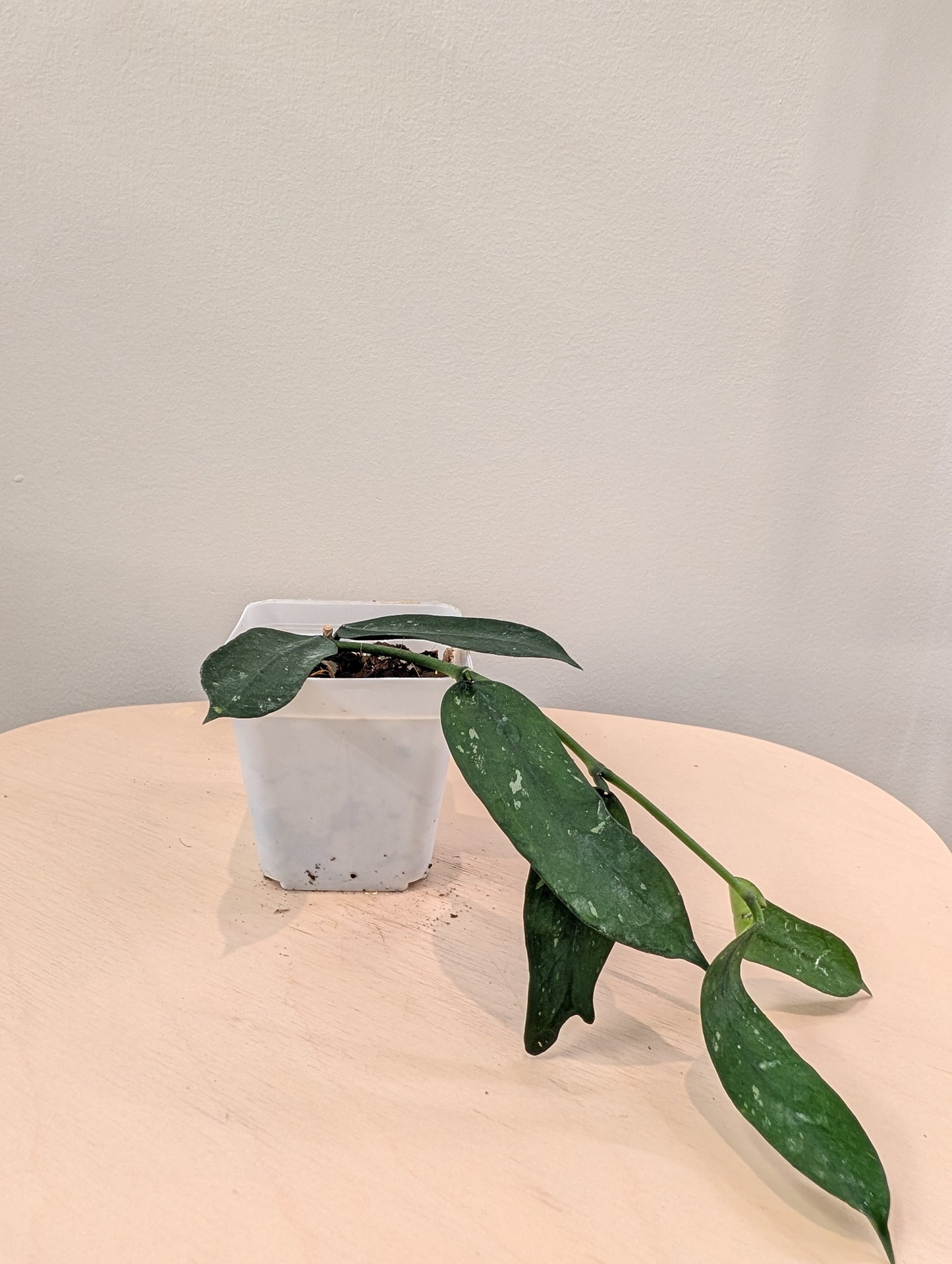 Hoya pandurata splash