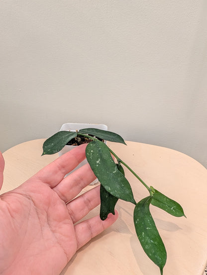 Hoya pandurata splash