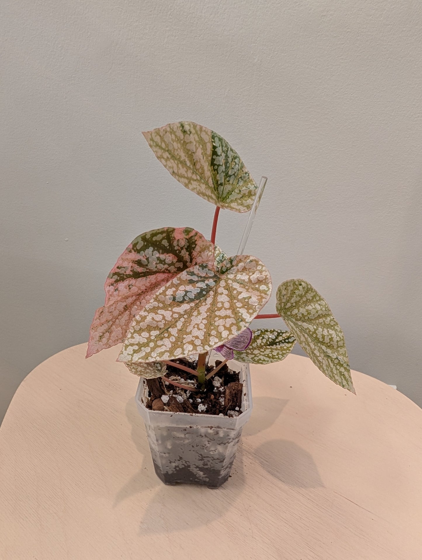 Begonia Snow Capped variegated