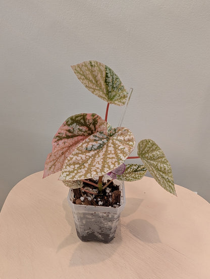 Begonia Snow Capped variegated
