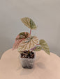 Begonia Snow Capped variegated