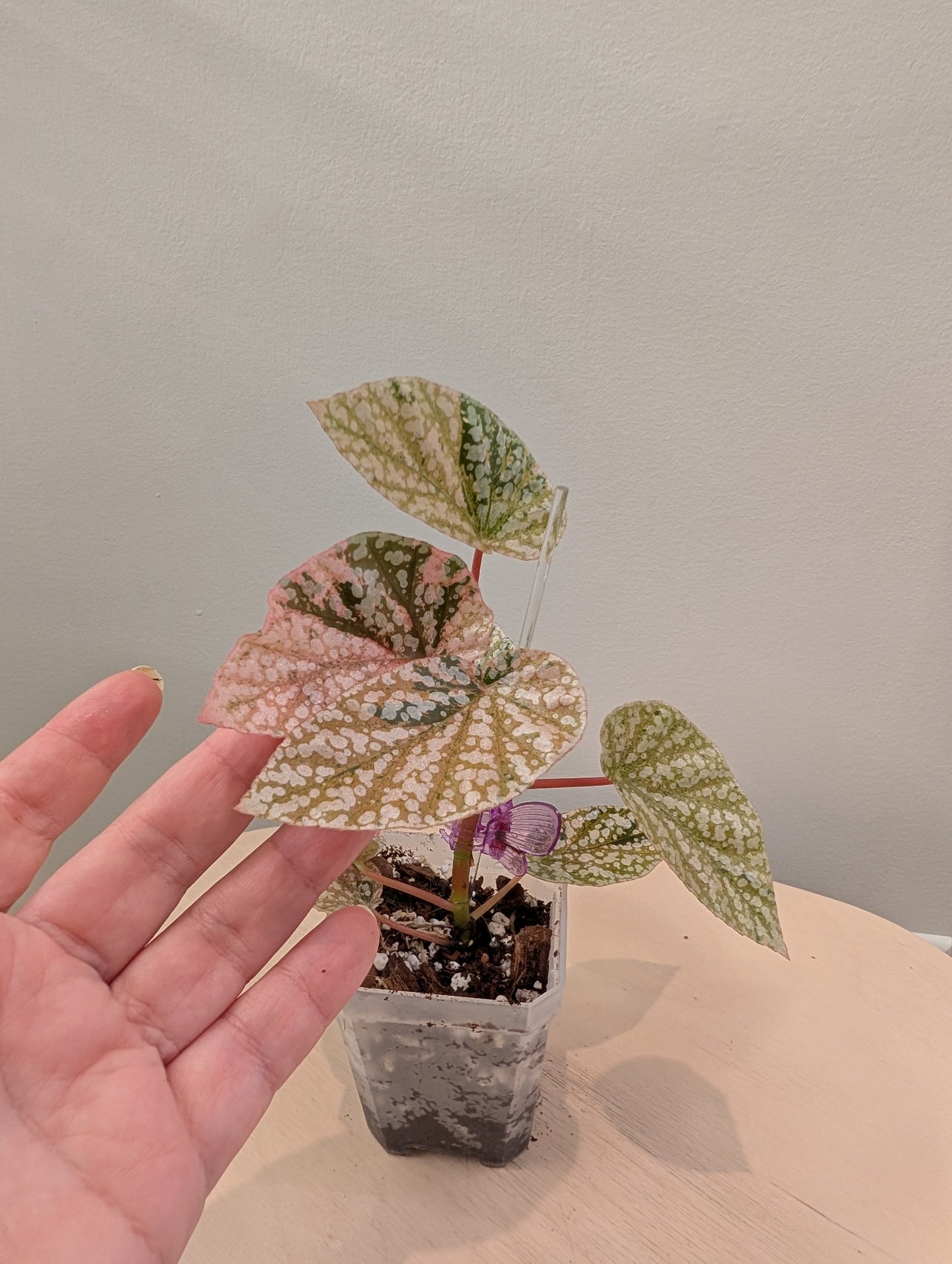 Begonia Snow Capped variegated
