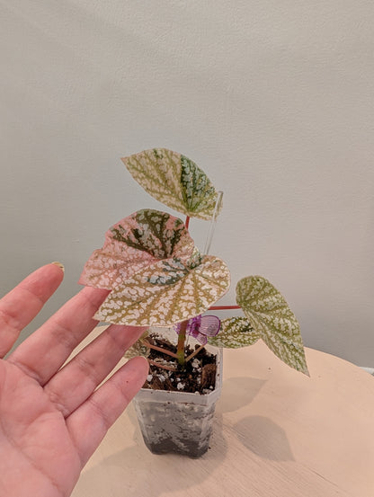 Begonia Snow Capped variegated