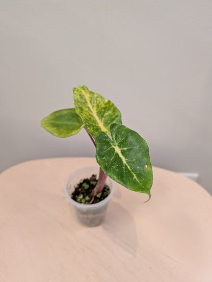 Alocasia calidora hybride panachée, rare COULEUR DE PREMIÈRE ÉTAPE 🦄