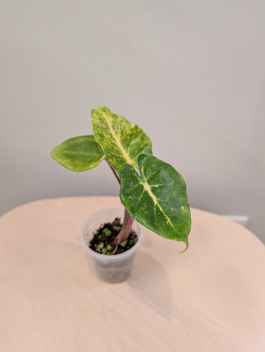 Alocasia New Guinea variegated