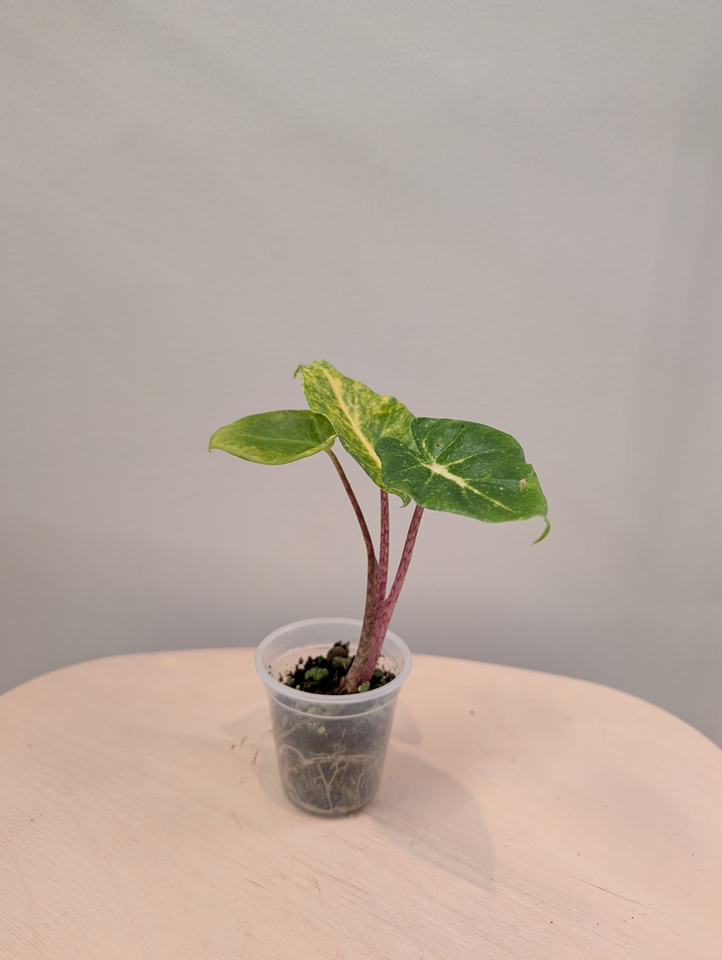 Alocasia calidora hybride panachée, rare COULEUR DE PREMIÈRE ÉTAPE 🦄