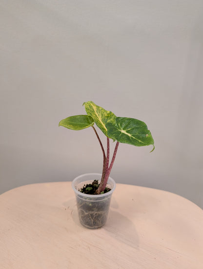 Alocasia calidora hybride panachée, rare COULEUR DE PREMIÈRE ÉTAPE 🦄