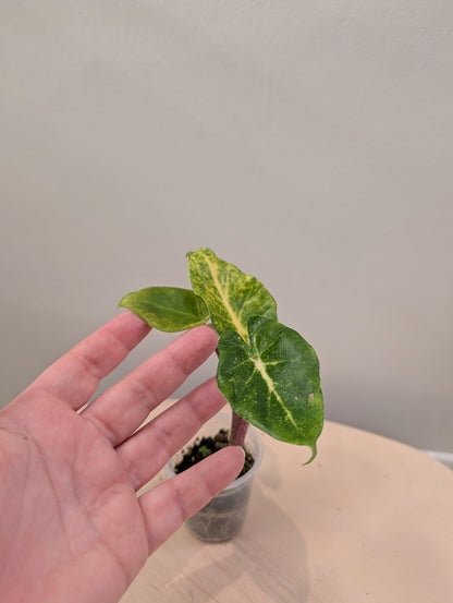 Alocasia calidora hybride panachée, rare COULEUR DE PREMIÈRE ÉTAPE 🦄